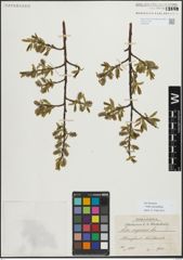 Foto von Salix myrsinifolia Salisb.